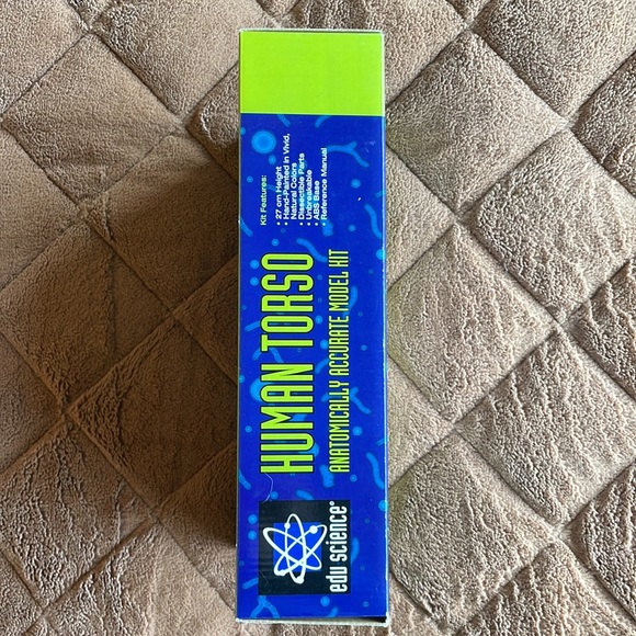 Human Torso model kit - Picture 4 of 6